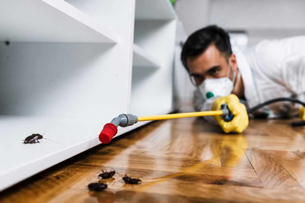 Termite Control Services Dubai